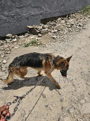 6-12 months Male Purebred German Shepherd
