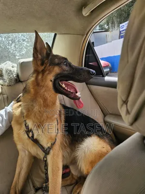 6-12 months Male Purebred German Shepherd