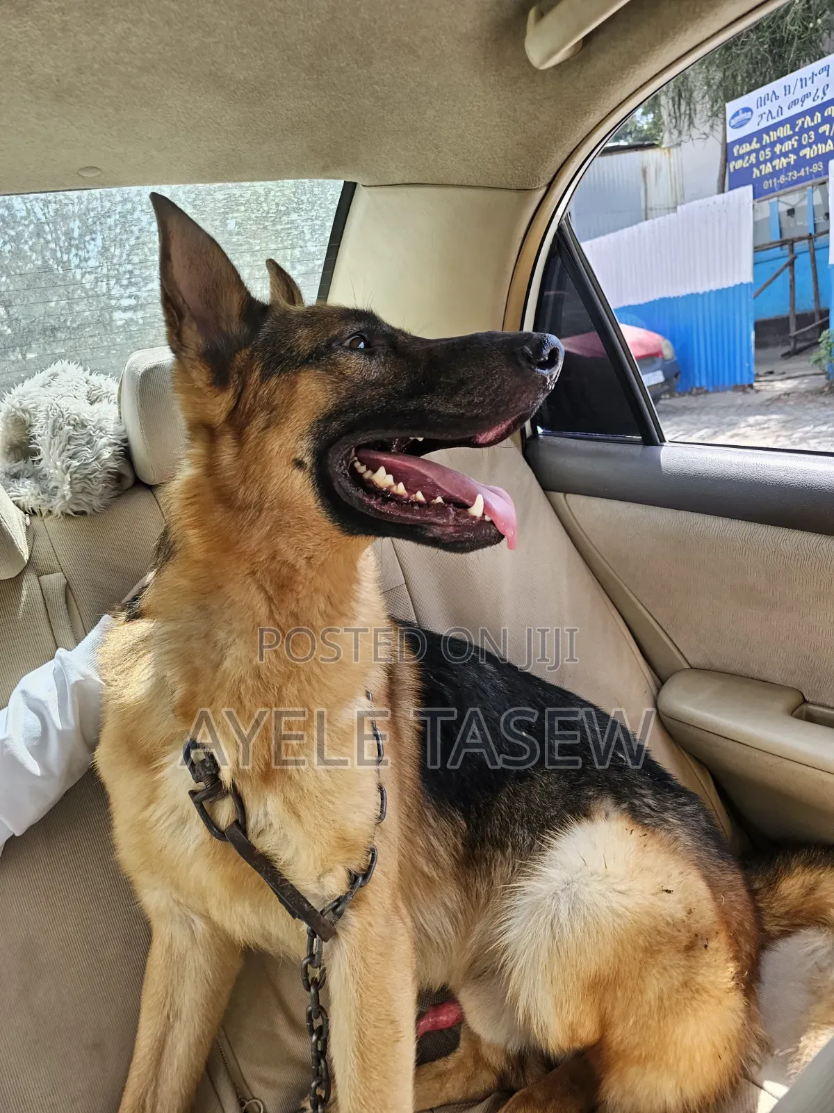 6-12 months Male Purebred German Shepherd