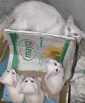 1-3 months Female Mixed Breed Turkish Angora