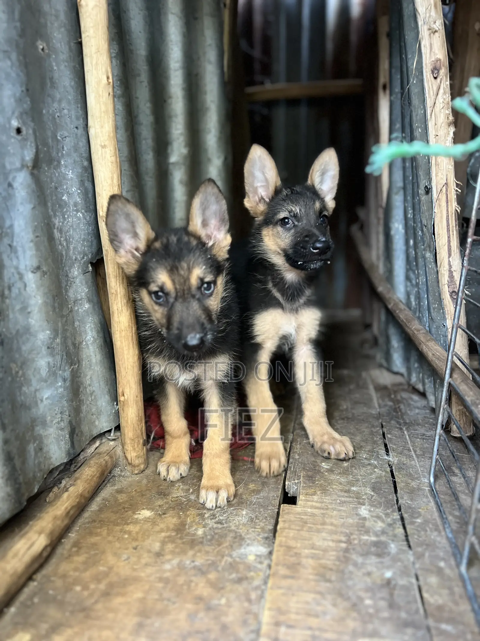 1-3 months Male Purebred German Shepherd