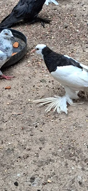 ሴት ሪቨርስዊንግ ፖተር