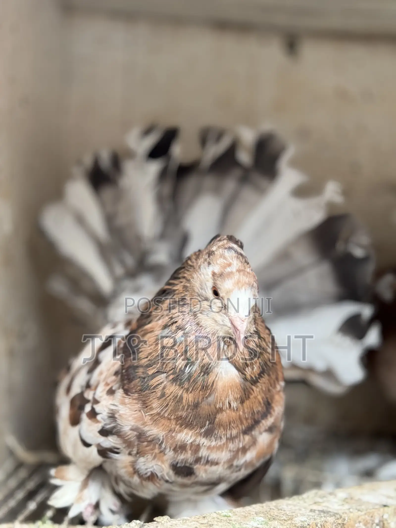 Birds for Home