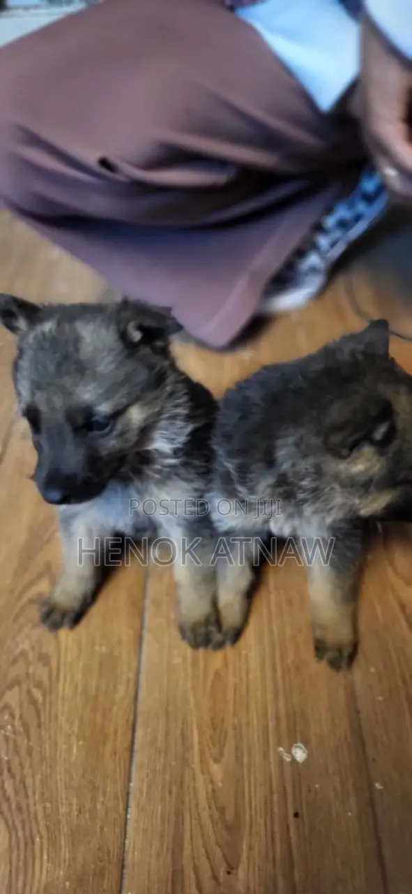 1-3 months Male Purebred German Shepherd