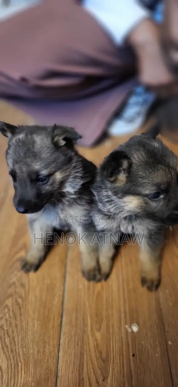 1-3 months Male Purebred German Shepherd