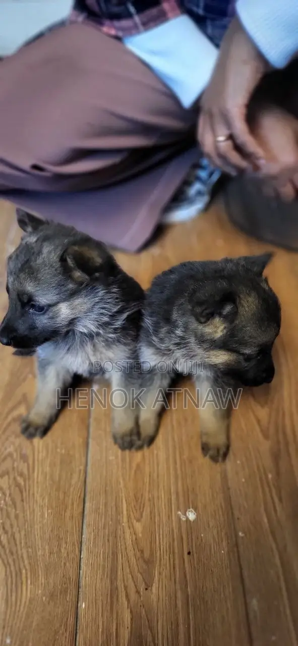 1-3 months Male Purebred German Shepherd