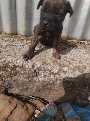 1-3 months Male Mixed Breed Great Dane