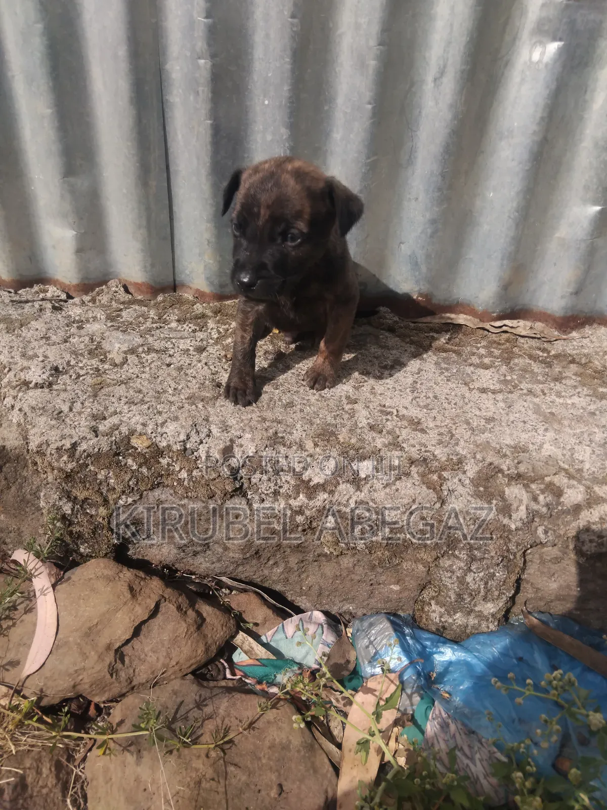 1-3 months Male Mixed Breed Great Dane