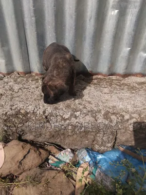 1-3 months Male Mixed Breed Great Dane