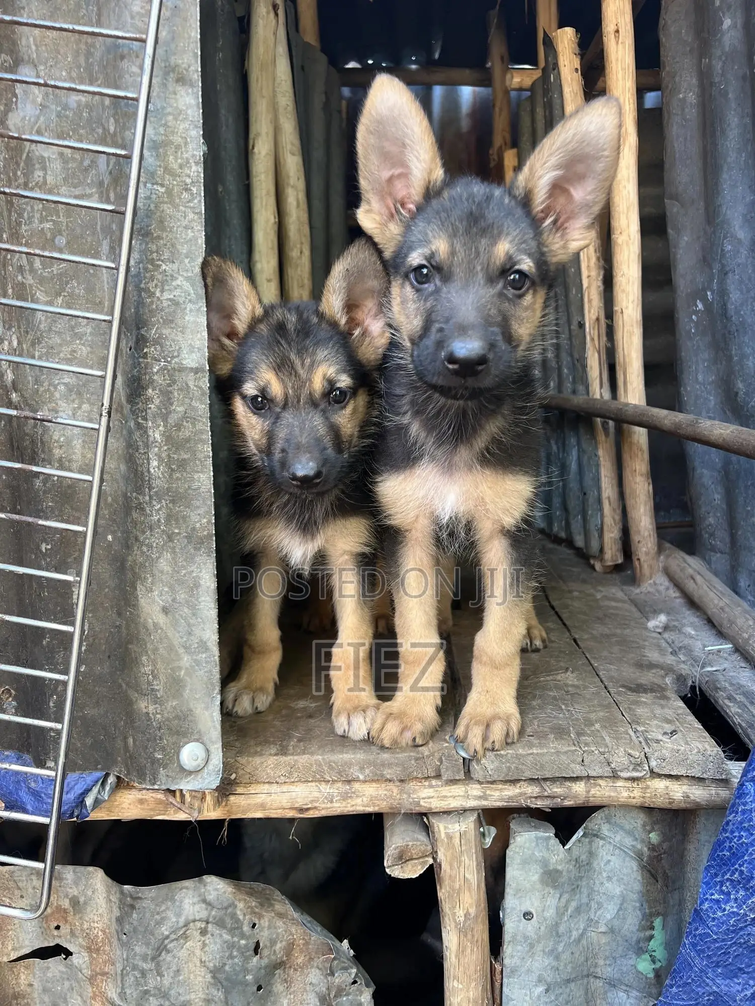 1-3 months Male Purebred German Shepherd