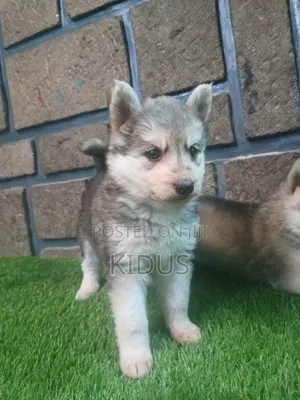 1-3 months Female Purebred Siberian Husky