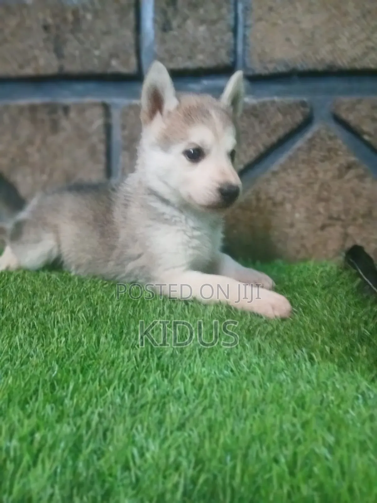 1-3 months Female Purebred Siberian Husky