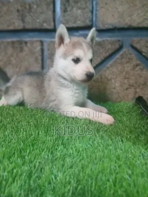 1-3 months Female Purebred Siberian Husky