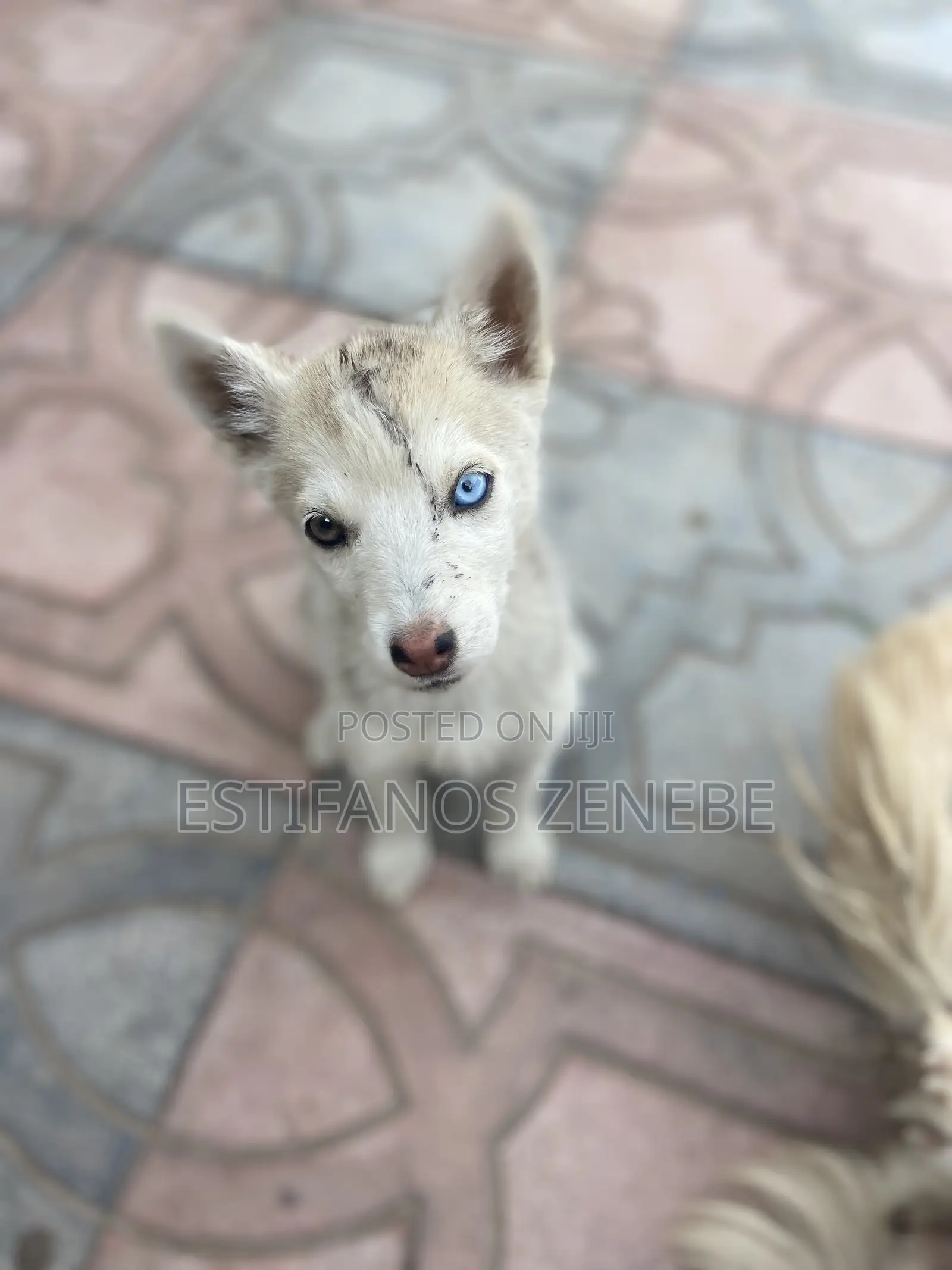 1-3 months Female Mixed Breed Siberian Husky
