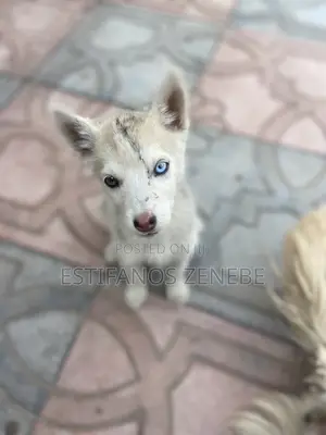 1-3 months Female Mixed Breed Siberian Husky