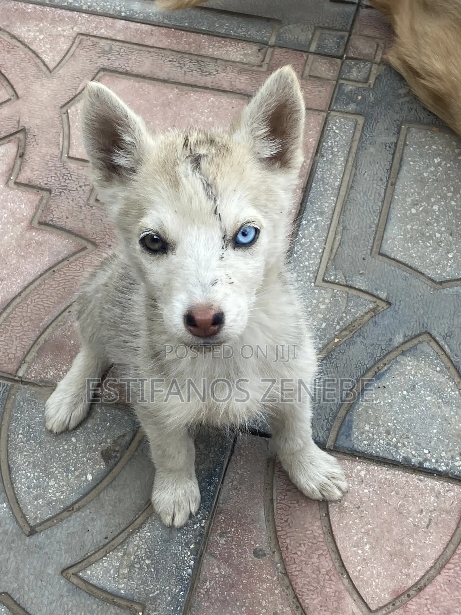 1-3 months Female Mixed Breed Siberian Husky
