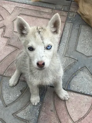 1-3 months Female Mixed Breed Siberian Husky