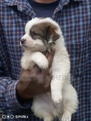 1-3 months Male Purebred Maltese