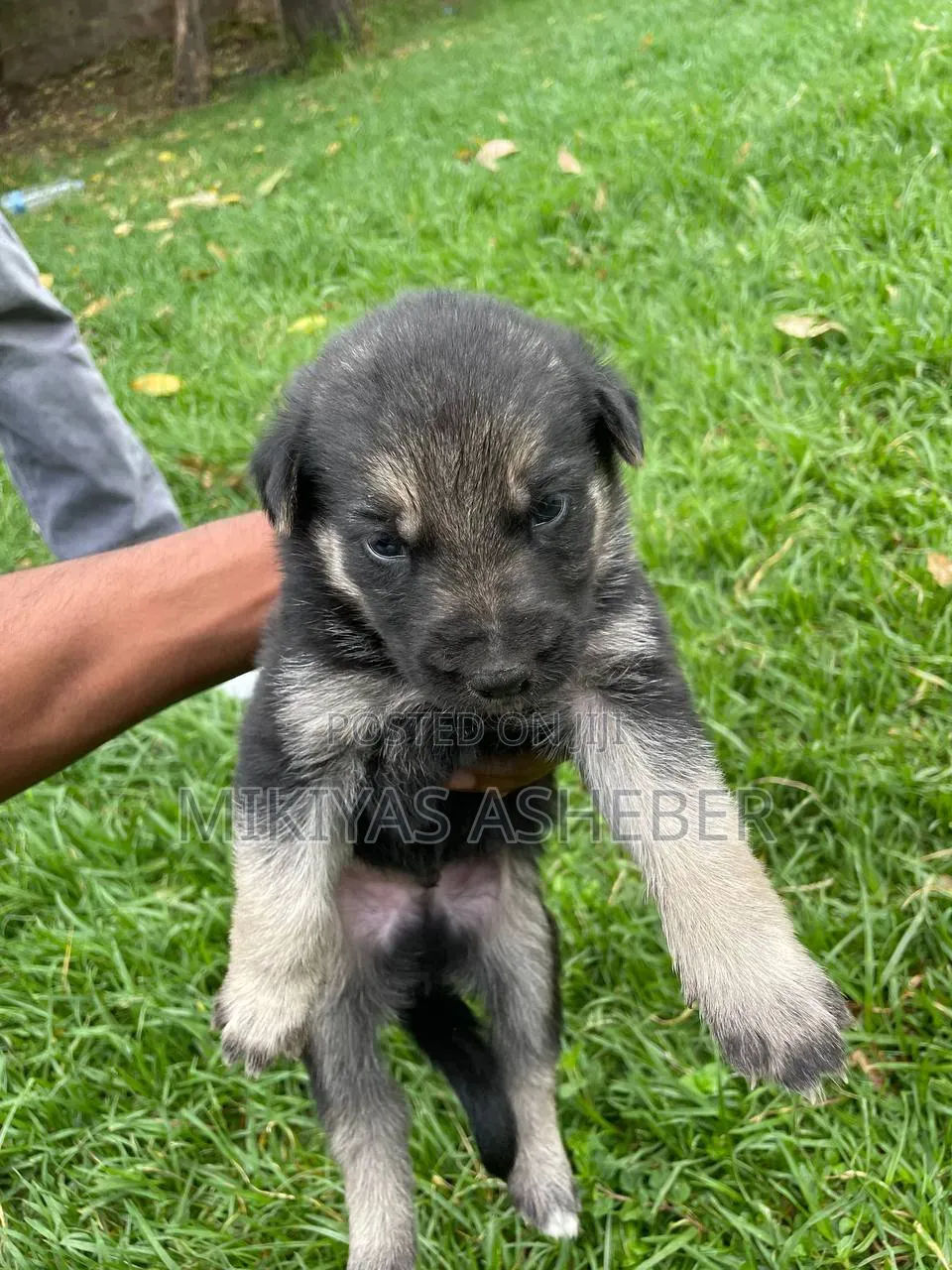 1-3 months Male Purebred German Shepherd