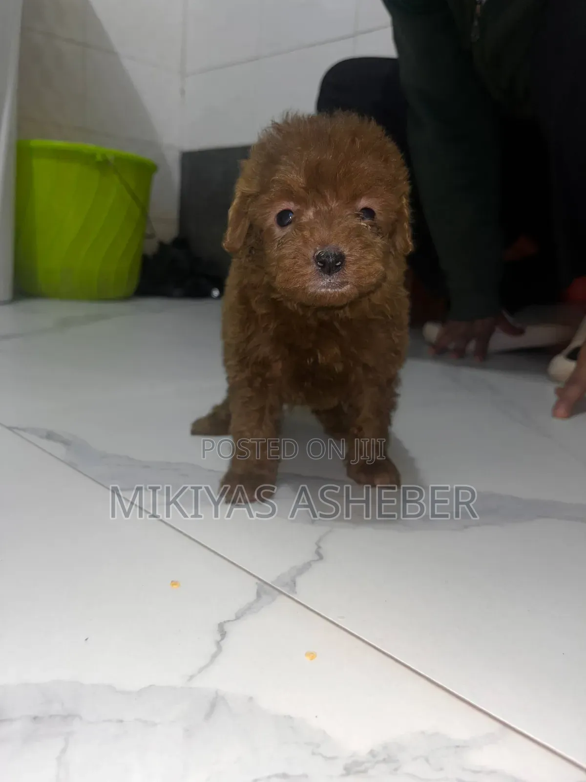 1-3 months Male Purebred Poodle