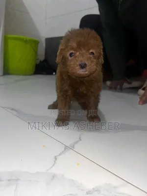 1-3 months Male Purebred Poodle