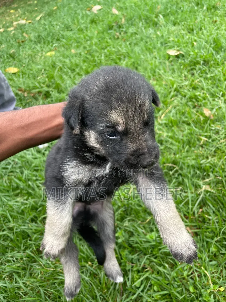 1-3 months Male Purebred German Shepherd