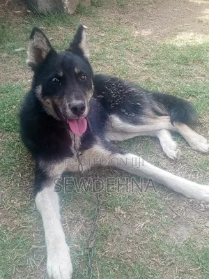 6-12 months Male Mixed Breed Siberian Husky