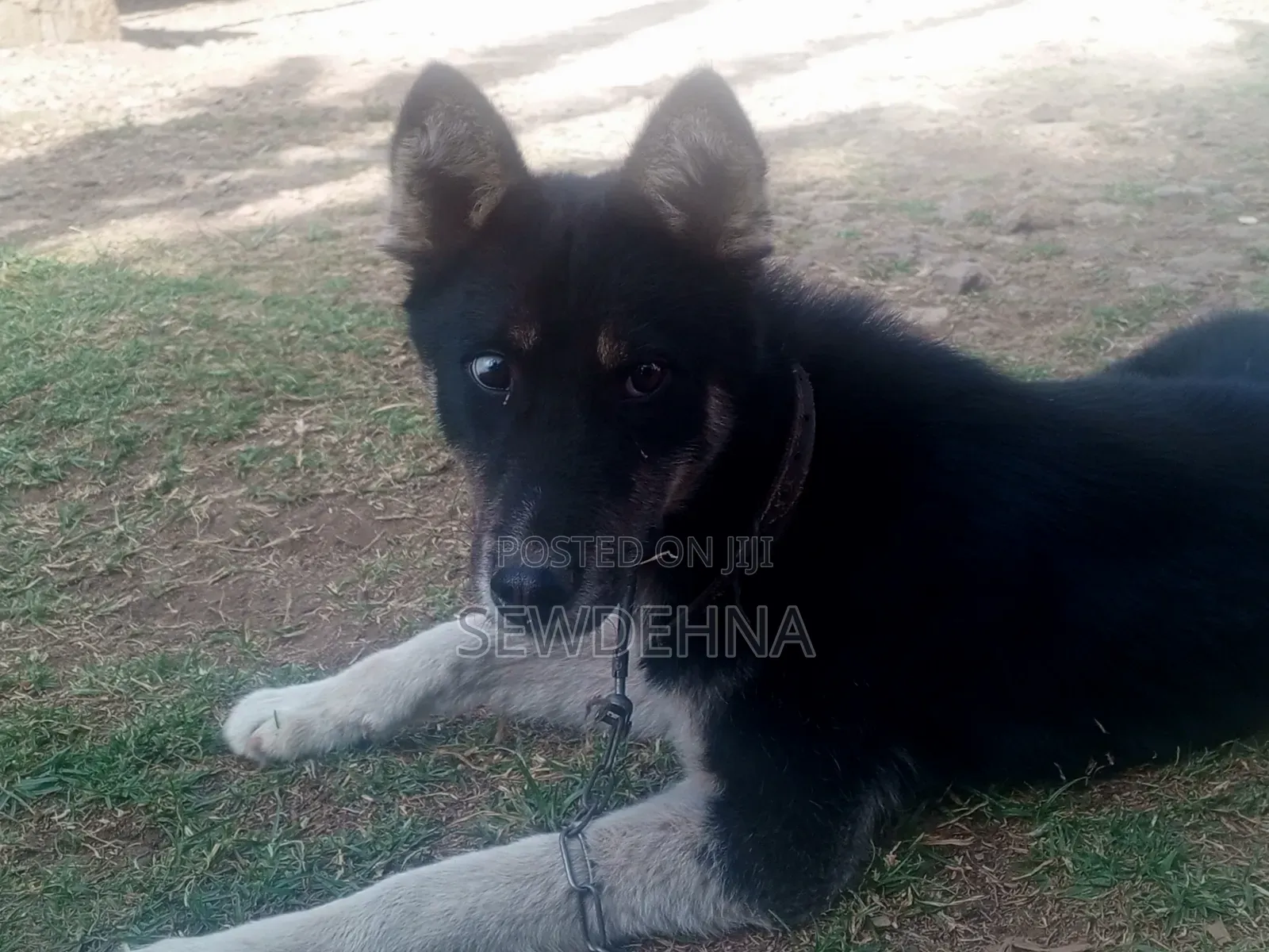 6-12 months Male Mixed Breed Siberian Husky