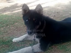6-12 months Male Mixed Breed Siberian Husky