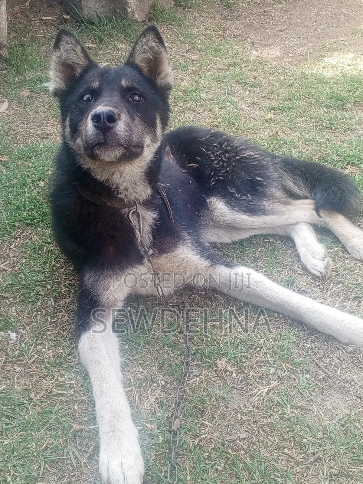 6-12 months Male Mixed Breed Siberian Husky