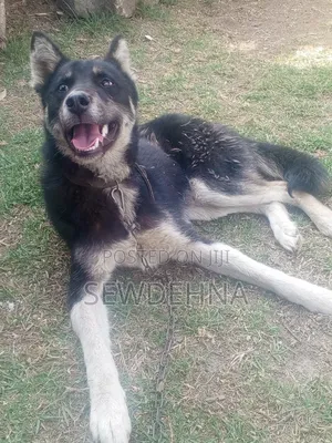 6-12 months Male Mixed Breed Siberian Husky