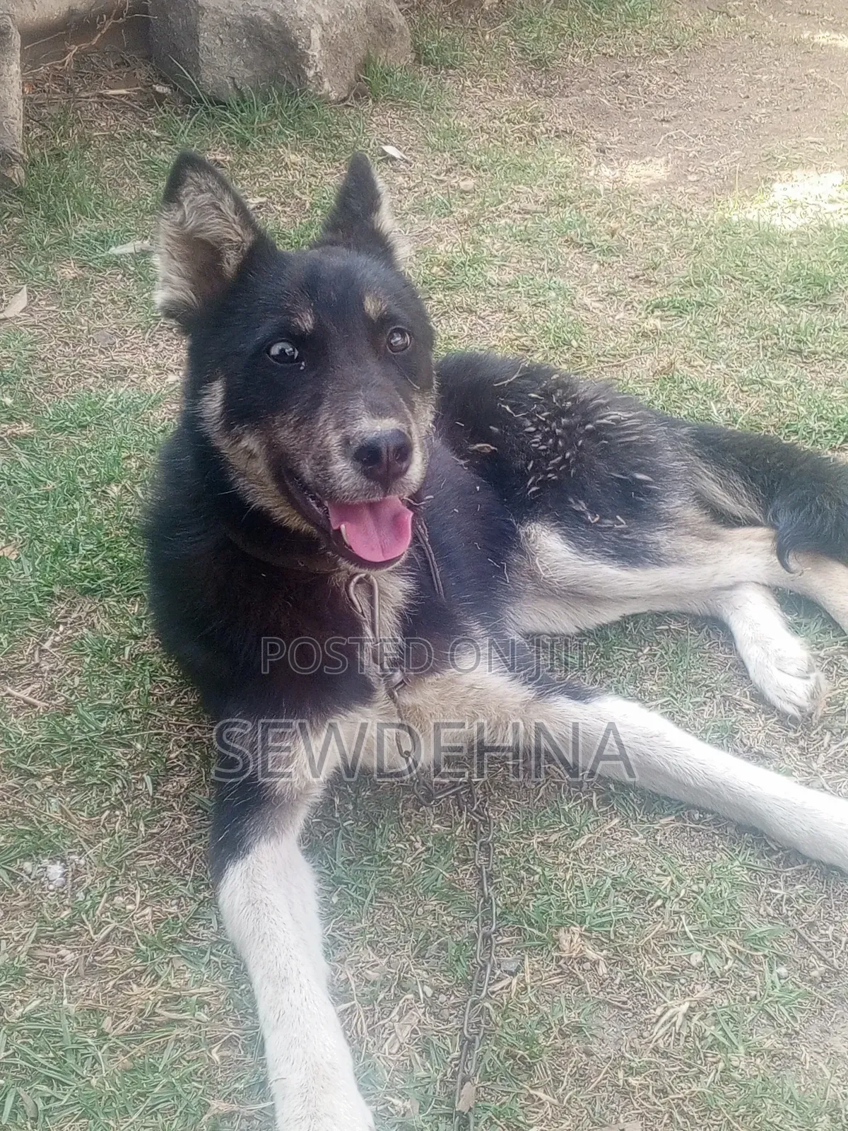 6-12 months Male Mixed Breed Siberian Husky