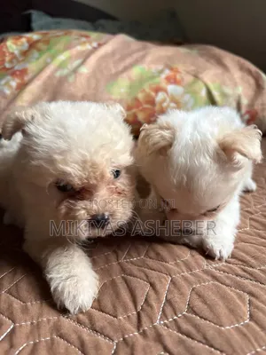 1-3 months Male Purebred Maltese