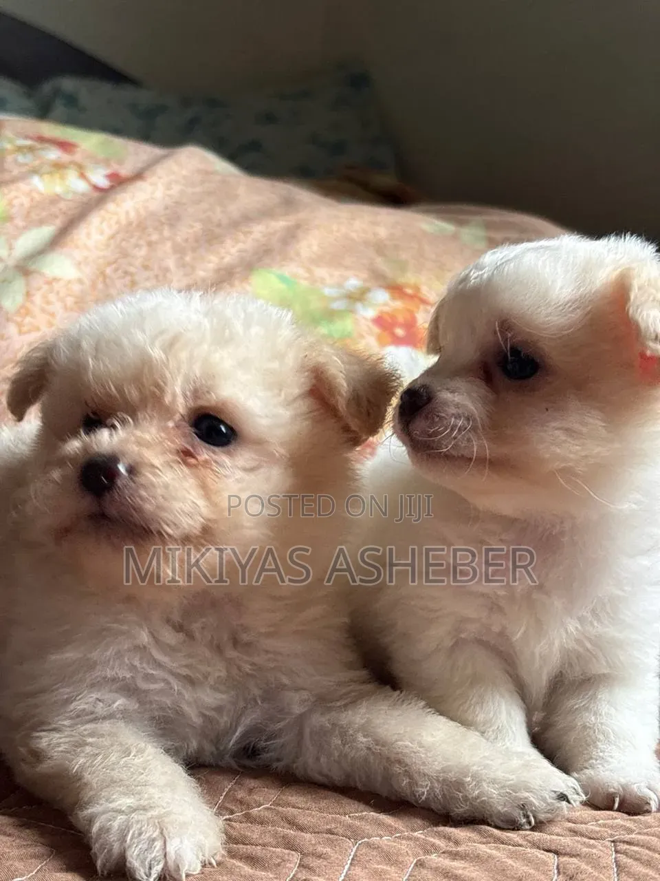 1-3 months Male Purebred Maltese