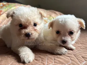 1-3 months Male Purebred Maltese