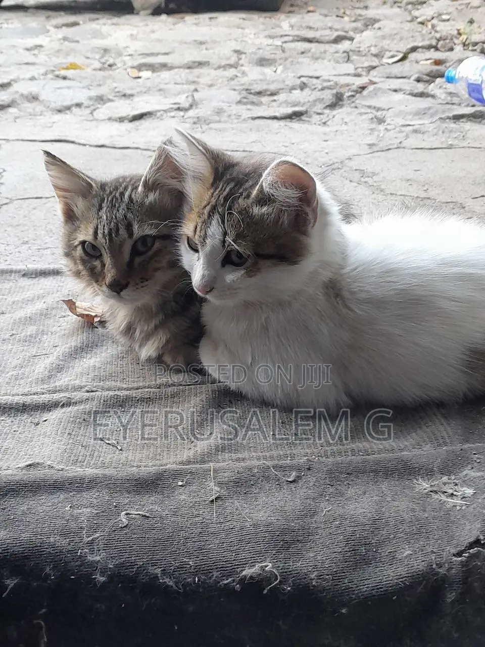 3-6 months Male Mixed Breed Abyssinian