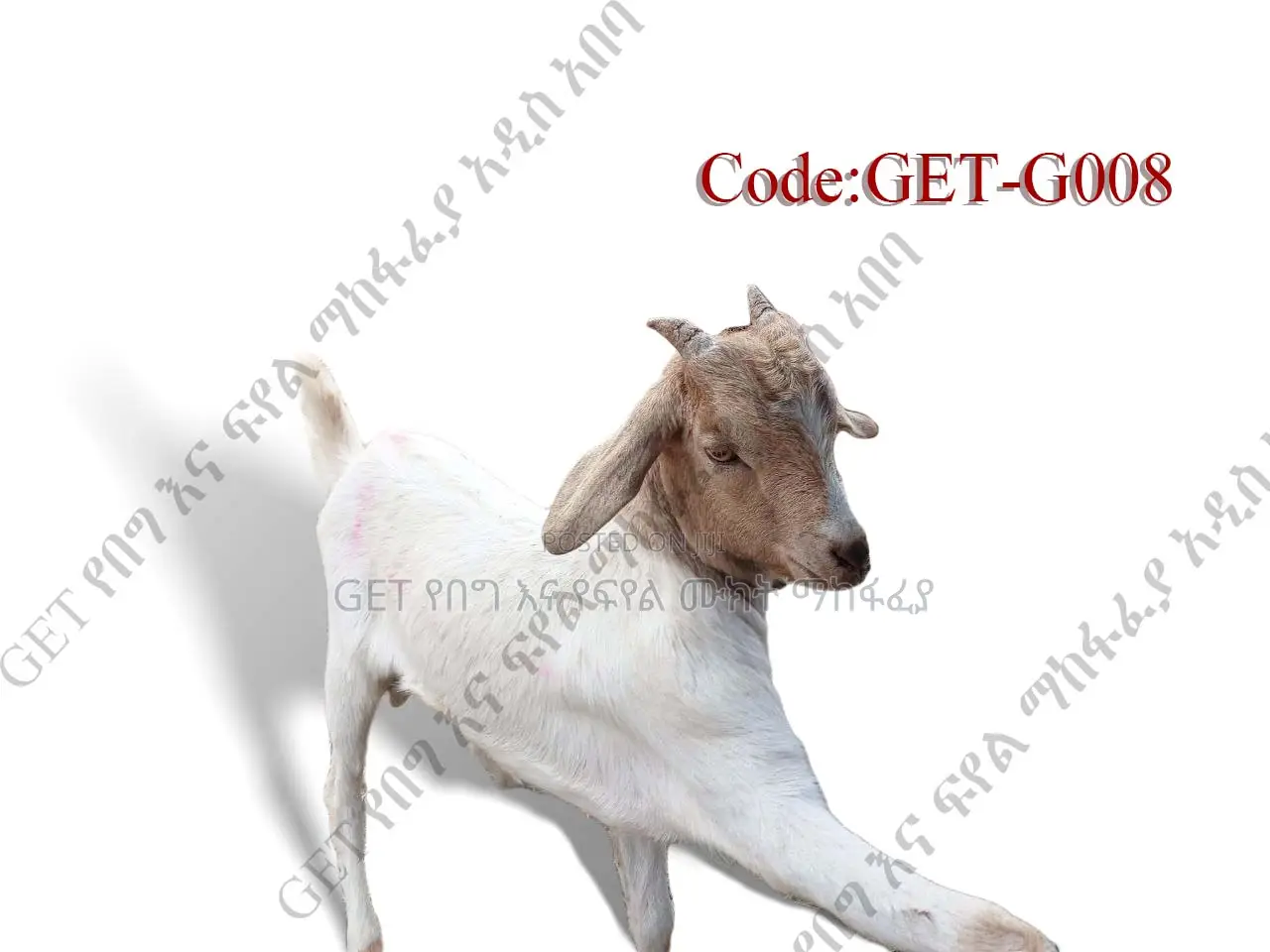 ለሽያጭ የቀረበ ፍየል