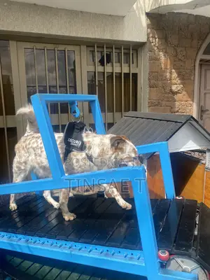 Dog Treadmill