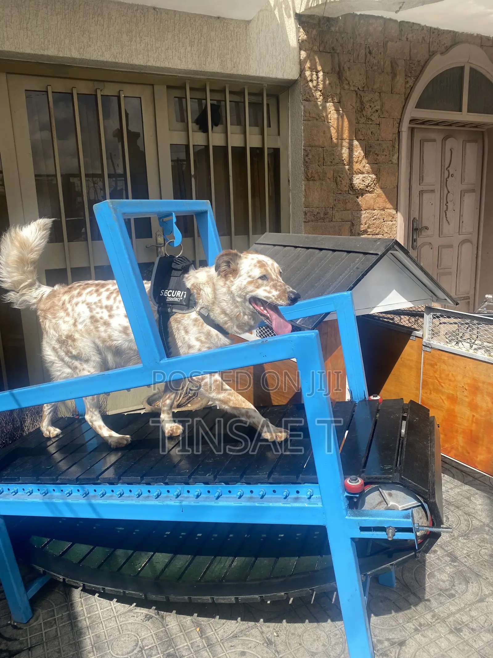 Dog Treadmill