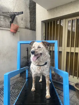 Dog Treadmill