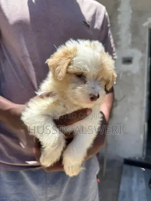 1-3 months Male Mixed Breed Maltipoo