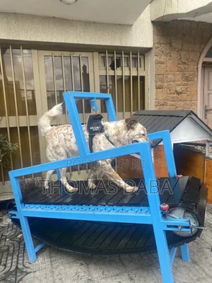 Treadmill for Dog