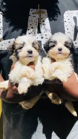 3-6 months Male Mixed Breed Maltese