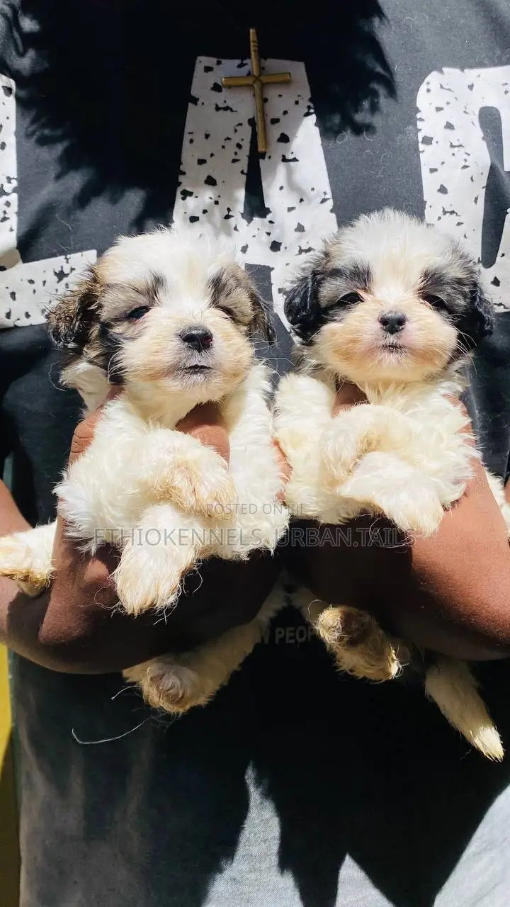 3-6 months Male Mixed Breed Maltese