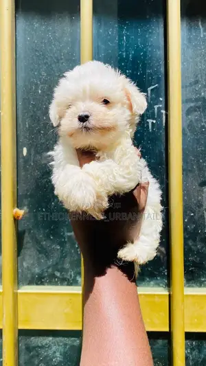 3-6 months Male Mixed Breed Maltese