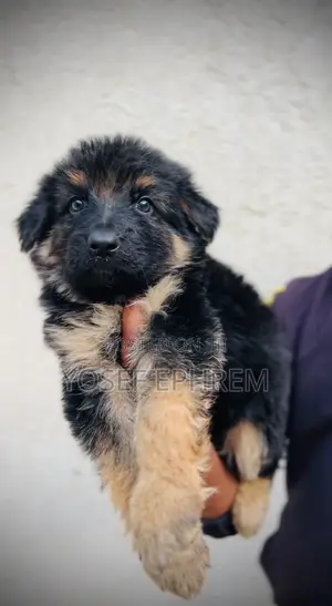 1-3 months Male Purebred German Shepherd