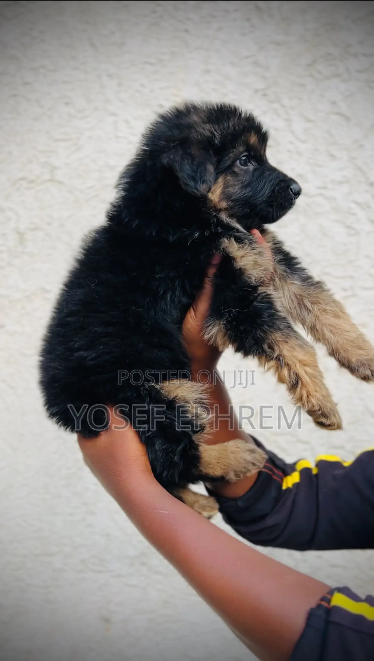 1-3 months Male Purebred German Shepherd