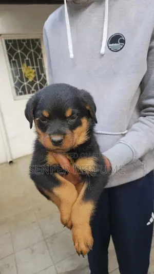 1-3 months Male Purebred Rottweiler