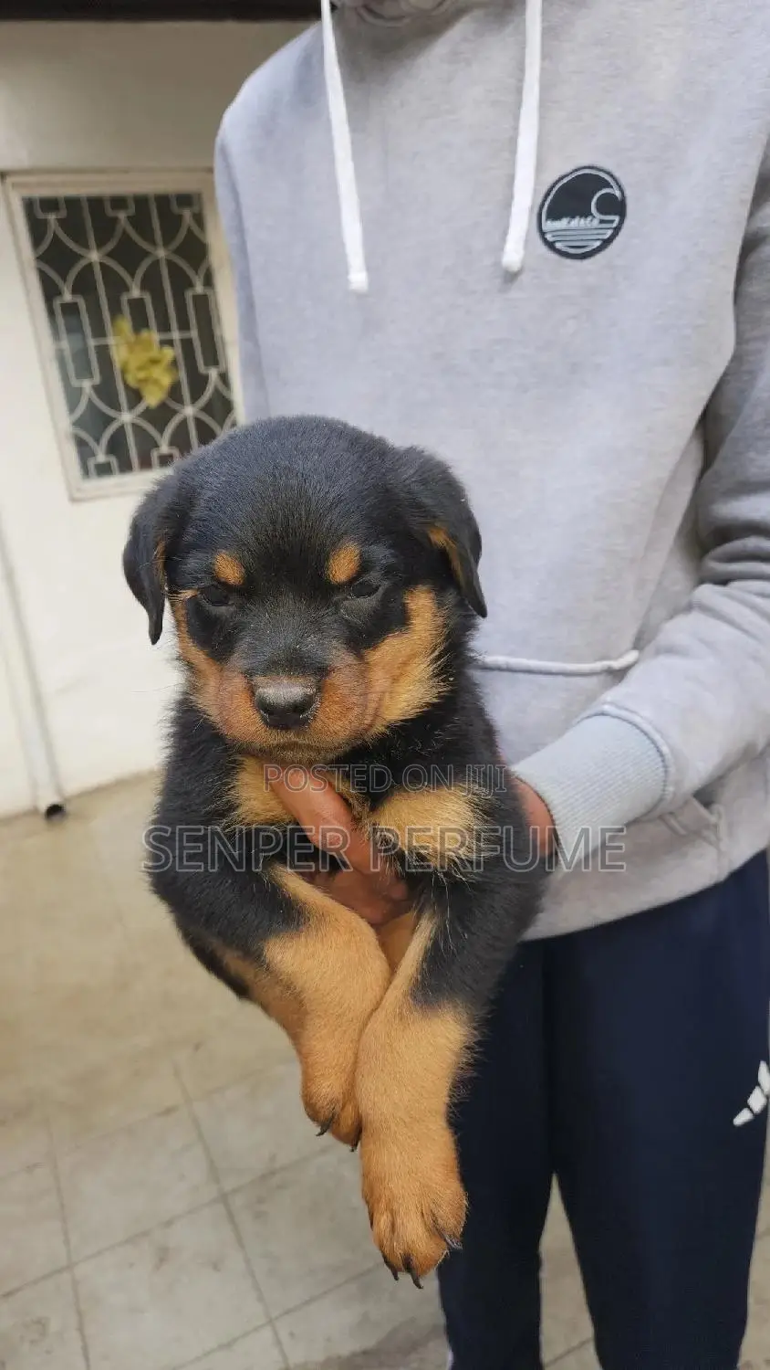 1-3 months Male Purebred Rottweiler