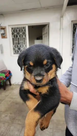 1-3 months Male Purebred Rottweiler
